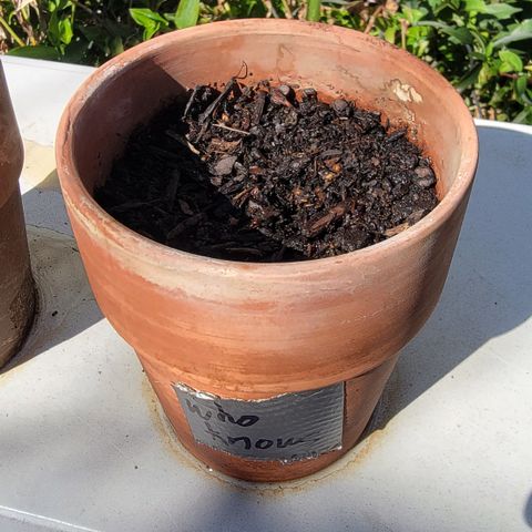 001: "Who Knows" growlog photo: No germination
Moist Soil