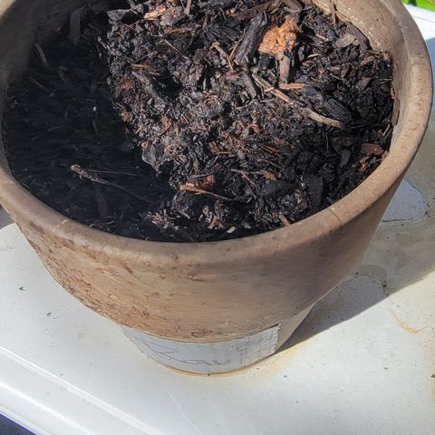 002: "Raul" growlog photo: No germination
Moist Soil