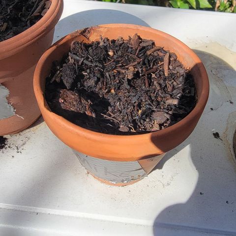 003: "Mike #2 (Right seed)  growlog photo: No germination
Moist Soil