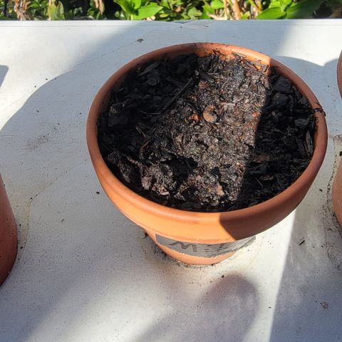 004: "Mike #1 (Left Seed)" growlog photo: No germination
Moist Soil