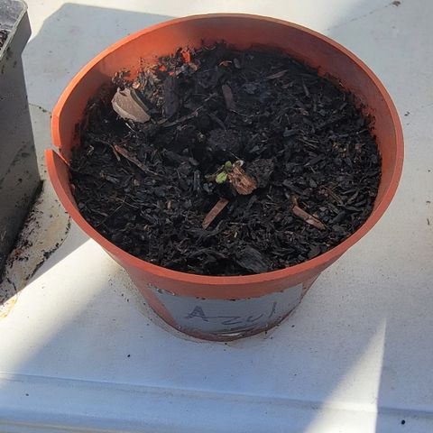 005: "Azul" growlog photo: Sprouting
Moist Soil