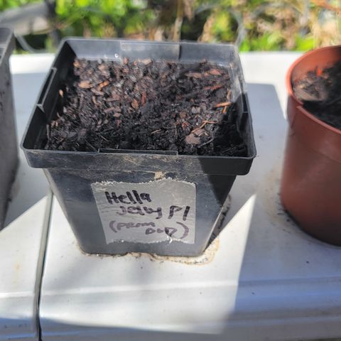 007: "Hella Jelly P5 #1" or AZUL?? growlog photo: No germination
Moist Soil