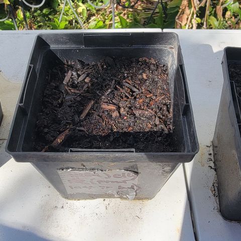 008: "Hella Jelly P5 #2"  growlog photo: No germination
Moist Soil