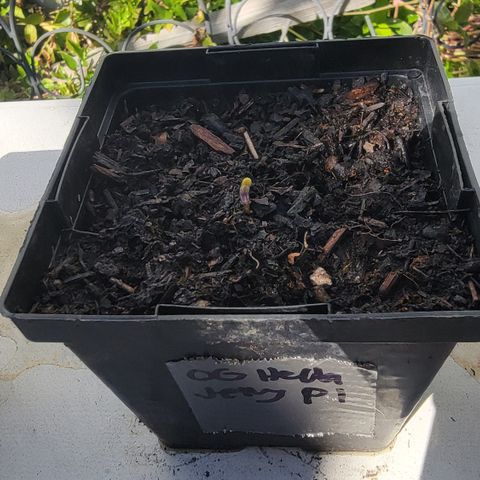 009: "OG Hella Jelly #1" growlog photo: Sprouting
Moist Soil
