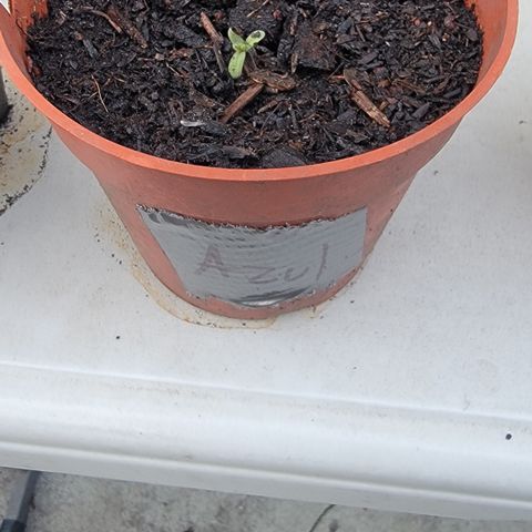 005: "Azul" growlog timeline photo