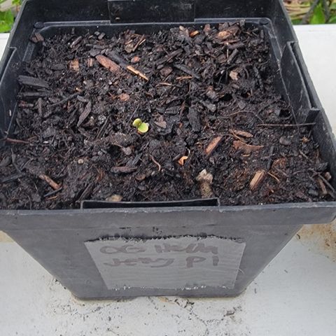 009: "OG Hella Jelly #1" growlog timeline photo