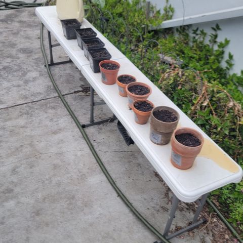 005: "Azul" growlog timeline photo