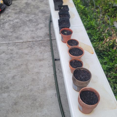 005: "Azul" growlog timeline photo
