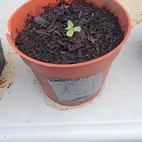 005: "Azul" growlog timeline photo