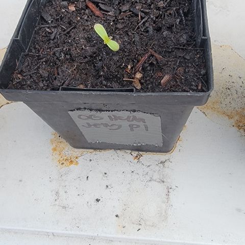 009: "OG Hella Jelly #1" growlog timeline photo