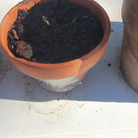 003: "Mike #2 (Right seed)  growlog photo: Sprouting
Moist soil