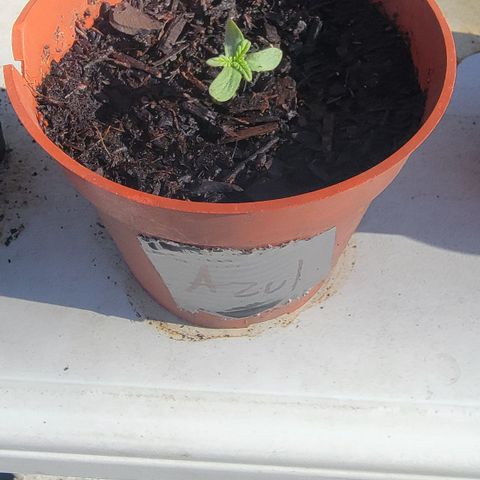 005: "Azul" growlog timeline photo
