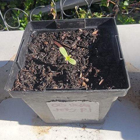 009: "OG Hella Jelly #1" growlog timeline photo