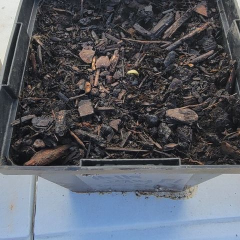 007: "Hella Jelly P5 #1" or AZUL?? growlog photo: Sprouting
Moist soil