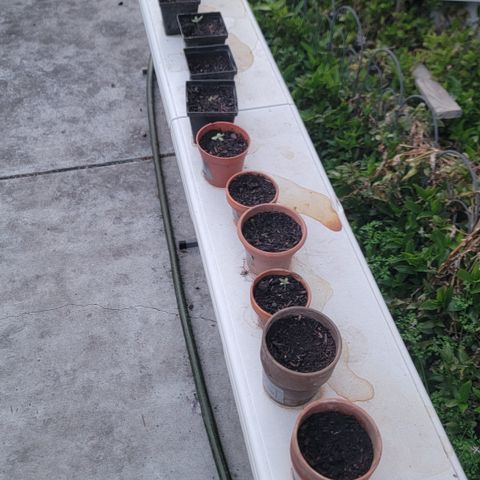 005: "Azul" growlog timeline photo