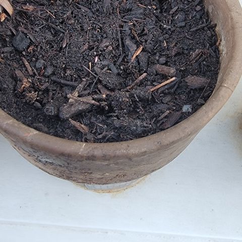002: "Raul" growlog photo: Sprouting