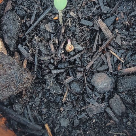 003: "Mike #2 (Right seed)  growlog photo: Found 2nd seed