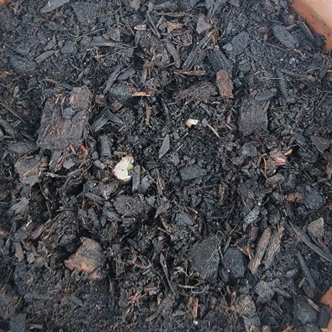 004: "Mike #1 (Left Seed)" growlog photo: 2 seedlings