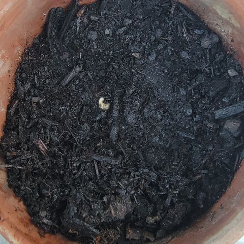 001: "Who Knows" growlog timeline photo