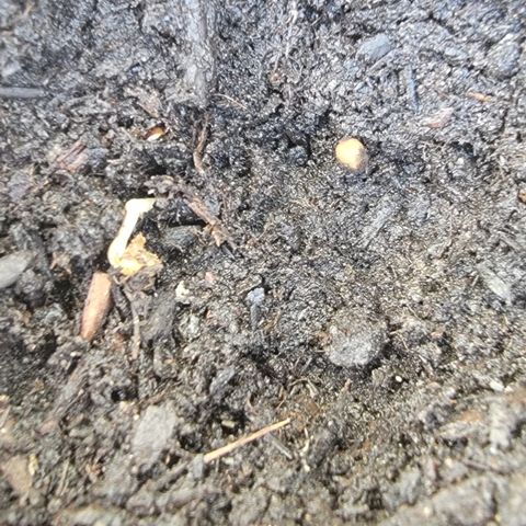 001: "Who Knows" growlog photo: Found sprouting seed
Found new seed