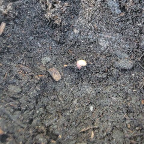 002: "Raul" growlog photo: Still looking for 2nd seed