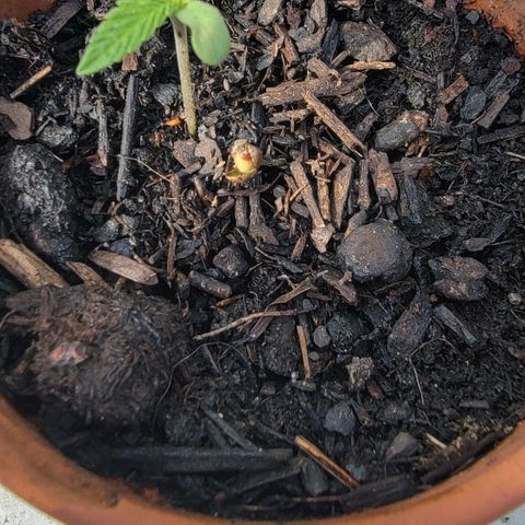003: "Mike #2 (Right seed)  growlog photo: Found sprouting seed 
Found 2nd seed
