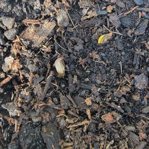 004: "Mike #1 (Left Seed)" growlog photo: Found two sprouting seeds
One is green and the other is purple with some seed still on it (newer seed??)
