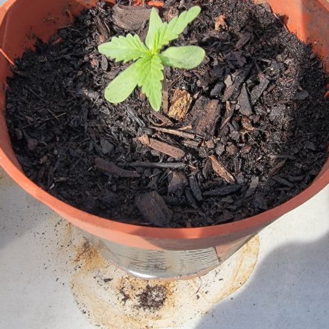 005: "Azul" growlog photo: Beautiful sprouting plant
Should not have 2nd seed in it since this was one of the first plants to sprout 