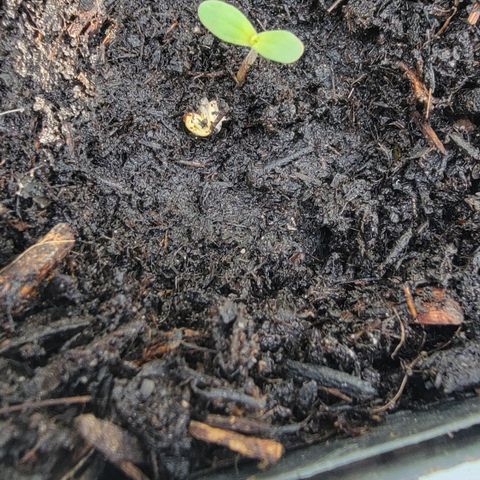007: "Hella Jelly P5 #1" or AZUL?? growlog photo: Found original and new seed