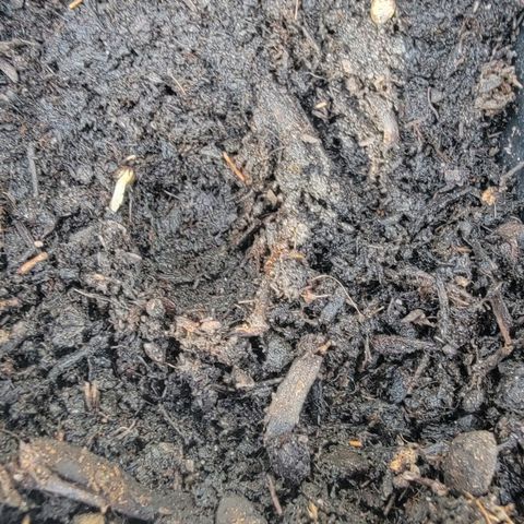 008: "Hella Jelly P5 #2"  growlog photo: Found sprouting seed
Found new seed