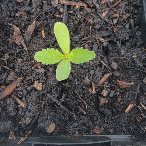 009: "OG Hella Jelly #1" growlog photo: Beautiful original sprout
Shoukd not have 2nd seed