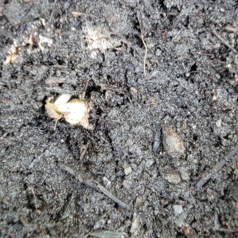 010: "OG Hella Jelly #2" growlog photo: Found sprouting seed
Found new seed