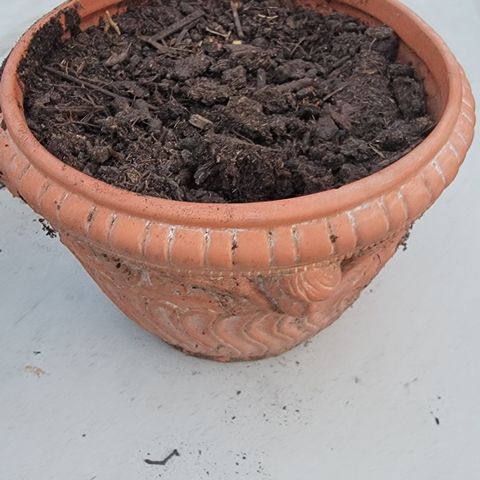010: "OG Hella Jelly #2" growlog photo: Transferred 2nd seed to orange pot