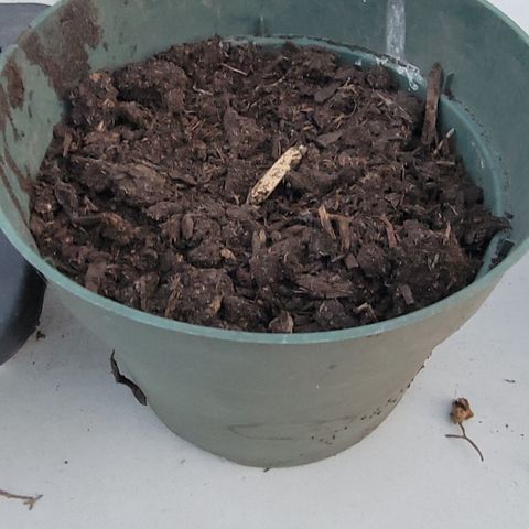 008: "Hella Jelly P5 #2"  growlog photo: Transfer 2nd seed to green pot