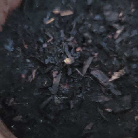 001: "Who Knows" growlog photo: Germination