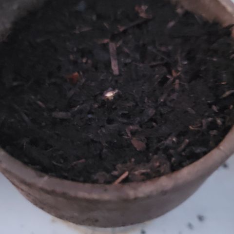 002: "Raul" growlog photo: Germination