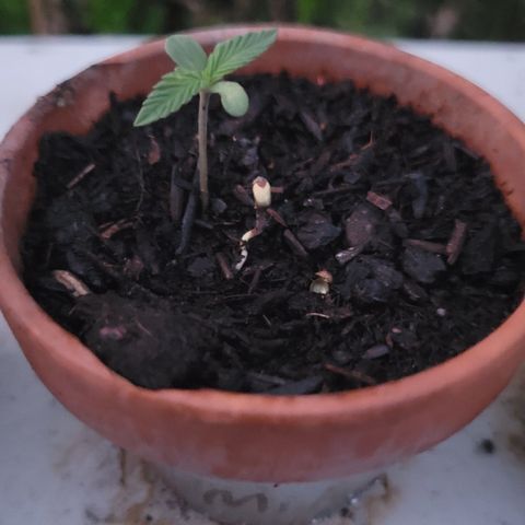 003: "Mike #2 (Right seed)  growlog photo: Left is original Mike #1
Right is new seed