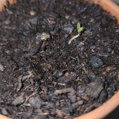 004: "Mike #1 (Left Seed)" growlog photo: Left seed germinating (newer?)
Right seed sprouting (original? )