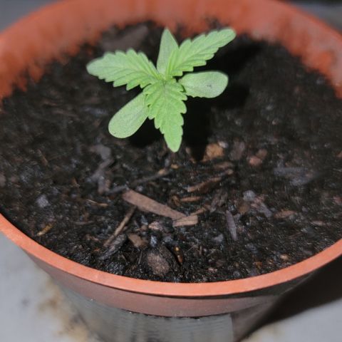 005: "Azul" growlog photo: Beautiful plant