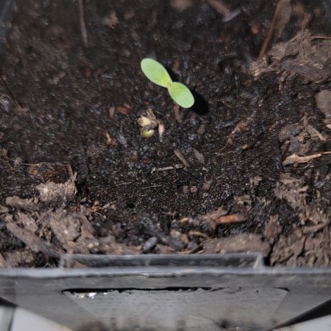 007: "Hella Jelly P5 #1" or AZUL?? growlog photo: Left seed still germinating
Right seed has 2 leaves