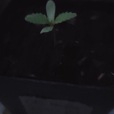 009: "OG Hella Jelly #1" growlog photo: Beautiful plant