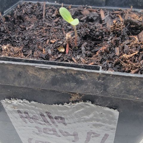 004: "Mike #1 (Left Seed)" growlog photo: 2nd seeds need to be separated soon