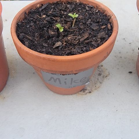 004: "Mike #1 (Left Seed)" growlog photo: 2nd seeds need to be separated soon