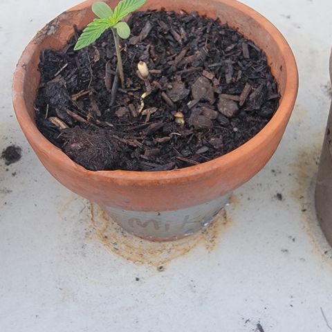004: "Mike #1 (Left Seed)" growlog photo: 2nd seeds need to be separated soon