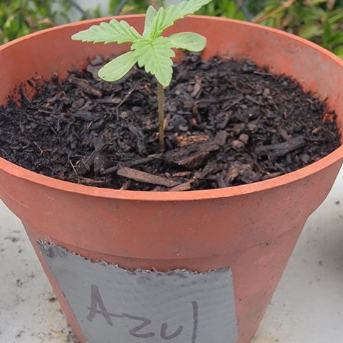 005: "Azul" growlog photo: Beautiful safe plants