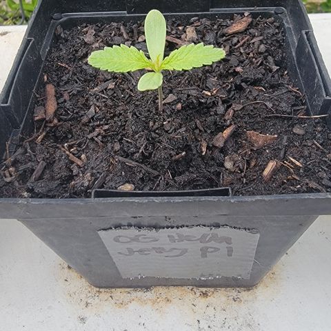 005: "Azul" growlog timeline photo