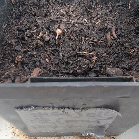 001: "Who Knows" growlog photo: Seeds Still germinating
