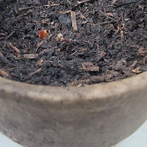001: "Who Knows" growlog photo: Seeds Still germinating