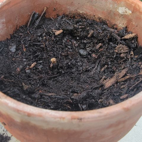 001: "Who Knows" growlog photo: Seeds Still germinating