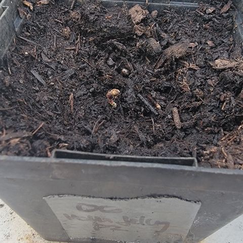 010: "OG Hella Jelly #2" growlog photo: Seed still germinating